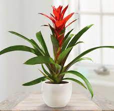Indoor Bromeliad Care