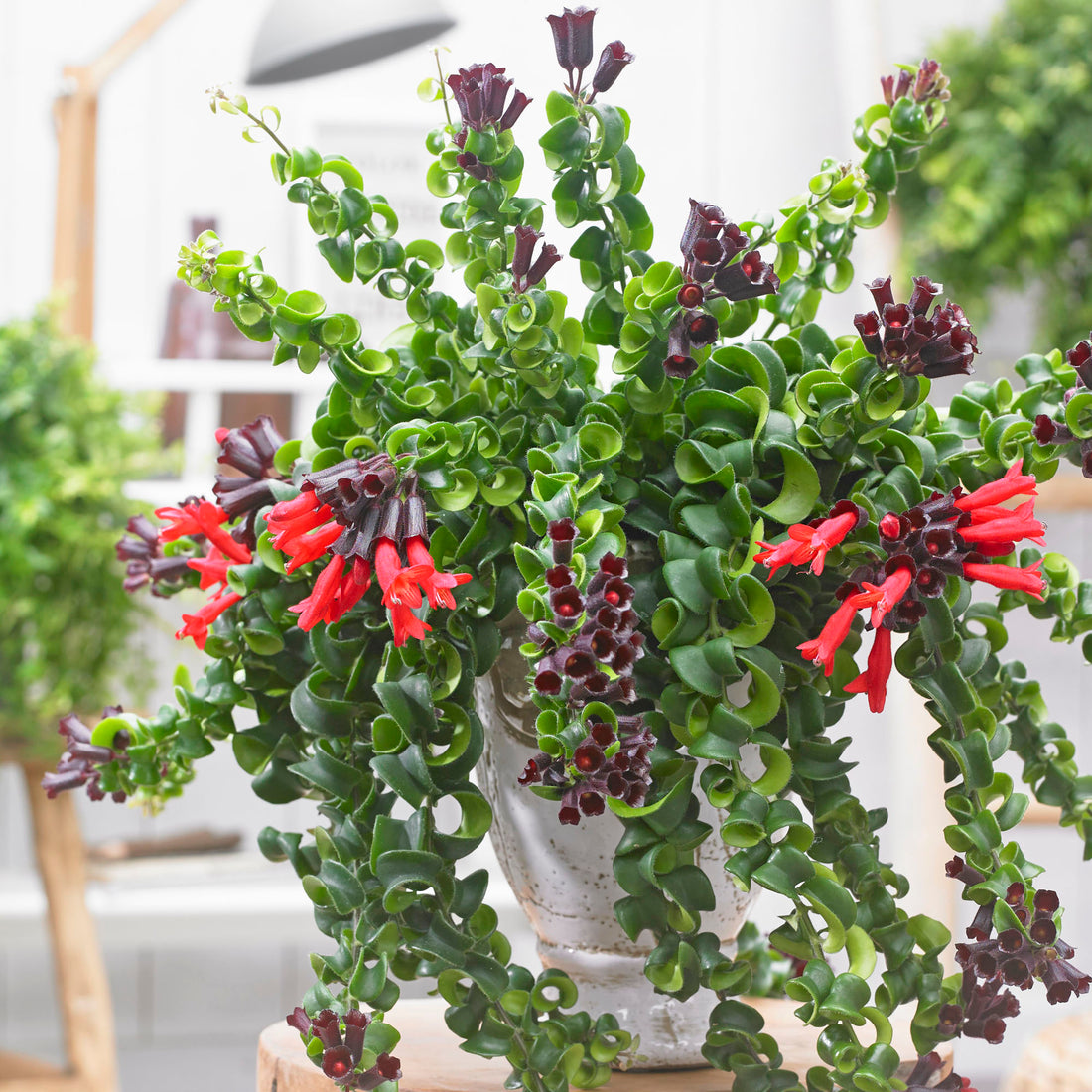 Lipstick Plant Care